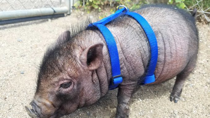 This pot-bellied pig named Lola was turned into the Humane Society in Burlingame when its owners realized she would not stay small. Photo provided by the Humane Society.