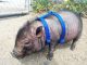 This pot-bellied pig named Lola was turned into the Humane Society in Burlingame when its owners realized she would not stay small. Photo provided by the Humane Society.