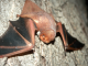 Photo via inaturalist.org, not a photo of the actual bat found in Hoover Park.
