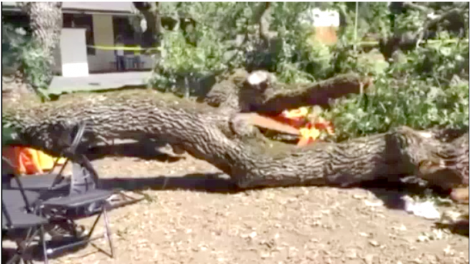 This tree branch came crashing down during a company picnic at Menlo College in 2017. Photo from video taken by the Menlo Park Fire Protection District.