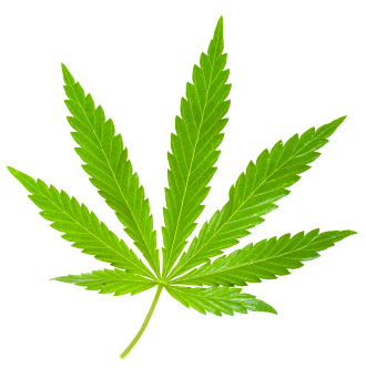 MARIJUANA LEAF