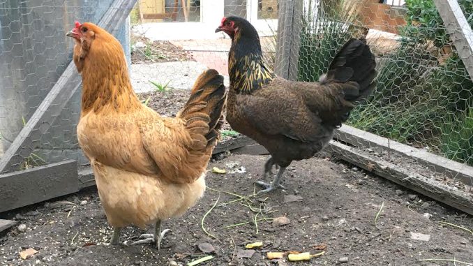 Gloria and Hawkeye belong to Christopher Gardner and Melissa Michelson in the Fairmeadow neighborhood. Michelson provided this photo.