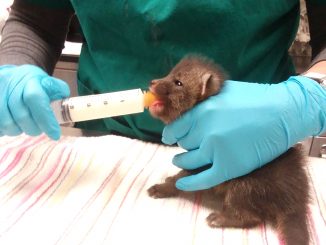 A Peninsula Humane Society worker feeds a baby fox. Photo courtesy of the Humane Society.