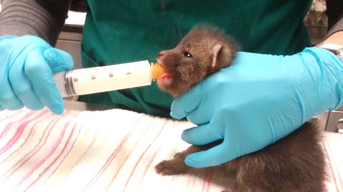 A Peninsula Humane Society worker feeds a baby fox. Photo courtesy of the Humane Society.