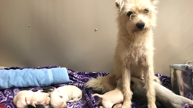 This female terrier mix, named Queen Elizabeth, and her six puppies were found in East Palo Alto. Photo courtesy of the San Mateo County Humane Society.