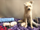 This female terrier mix, named Queen Elizabeth, and her six puppies were found in East Palo Alto. Photo courtesy of the San Mateo County Humane Society.