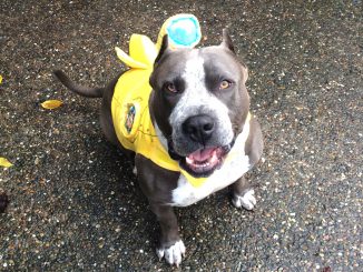 An East Palo Alto police officer wounded but didn't kill King, who bared his teeth at the officer who came into his backyard in East Palo Alto. Photo provided by King's owner, Erica Prado.