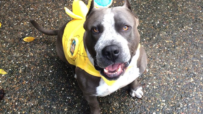 An East Palo Alto police officer wounded but didn't kill King, who bared his teeth at the officer who came into his backyard in East Palo Alto. Photo provided by King's owner, Erica Prado.