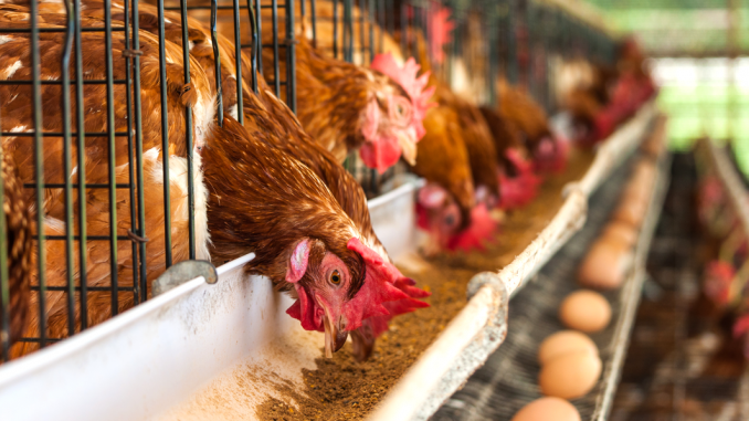 Prop 12 Would Make Egg Laying Hens Cage Free By 22 Palo Alto Daily Post