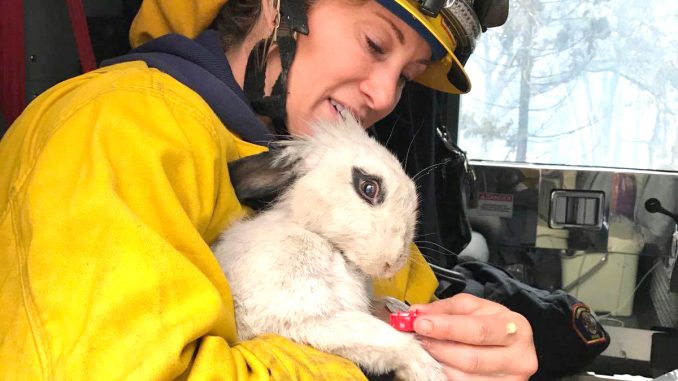 Mountain View Fire Engineer Alicia Bailey saved this bunny while opening walls to check for flame in buildings in Paradise. Photo courtesy of the Mountain View Fire Department.