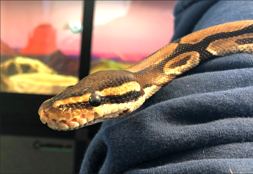 An unusual number of small pythons turned over to humane society | Palo ...
