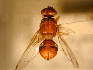 Two Peach Fruit Flies have been caught in Palo Alto. Photo by Curtis Takahashi, California Department of Food and Agriculture.