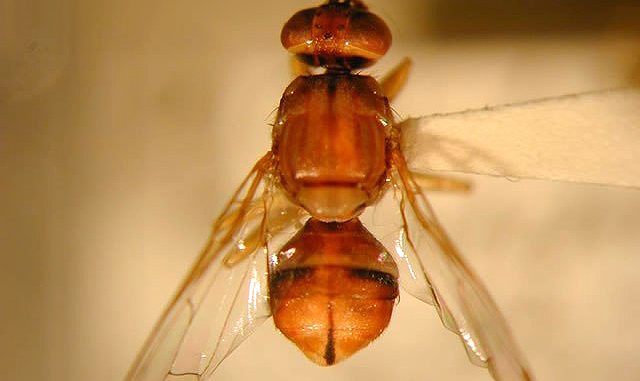 Two Peach Fruit Flies have been caught in Palo Alto. Photo by Curtis Takahashi, California Department of Food and Agriculture.