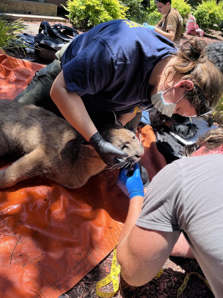 A mountain lion is checked out by CA Dept. of Fish and Wildlife employees after being tranquilized in Redwood City on June 15. Fish and Wildlife photo. 